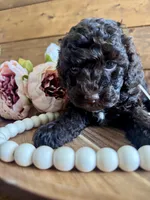 Annie , a female Poodle - Toy  for sale in Dover, FL – Photo 2 of 10