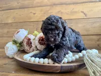 Annie , a female Poodle - Toy  for sale in Dover, FL – Photo 5 of 10