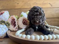 Annie , a female Poodle - Toy  for sale in Dover, FL – Photo 6 of 10