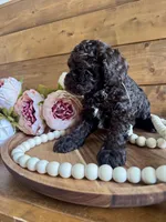 Annie , a female Poodle - Toy  for sale in Dover, FL – Photo 9 of 10