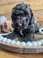 Annie , a female Poodle - Toy  for sale in Dover, FL – Photo 4 of 10