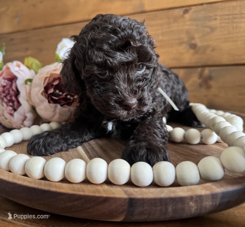 Annie , a female Poodle - Toy  for sale in Dover, FL – Photo 1 of 10