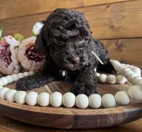 Annie , a female Poodle - Toy  for sale in Dover, FL – Photo 1 of 10