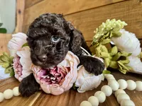 Annie , a female Poodle - Toy  for sale in Dover, FL – Photo 10 of 10