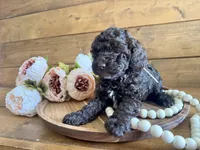 Annie , a female Poodle - Toy  for sale in Dover, FL – Photo 8 of 10