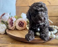 Annie , a female Poodle - Toy  for sale in Dover, FL – Photo 3 of 10