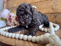 Annie , a female Poodle - Toy  for sale in Dover, FL – Photo 7 of 10