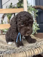 Beau, a male Poodle - Toy  for sale in Dover, FL – Photo 5 of 10