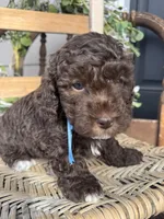 Beau, a male Poodle - Toy  for sale in Dover, FL – Photo 7 of 10