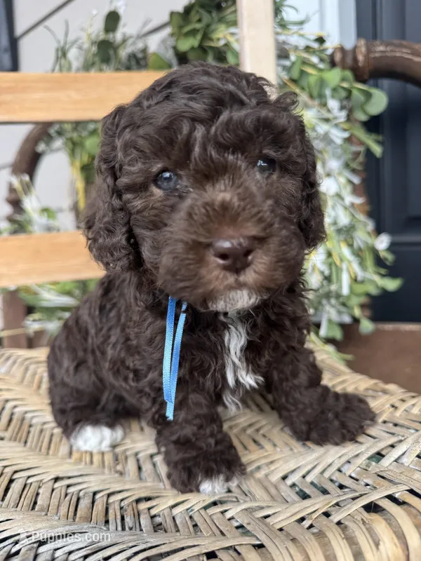 Beau – Poodle - Toy  puppy for sale in Dover, FL