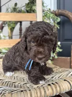 Beau, a male Poodle - Toy  for sale in Dover, FL – Photo 10 of 10