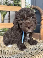 Beau, a male Poodle - Toy  for sale in Dover, FL – Photo 6 of 10