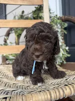 Beau, a male Poodle - Toy  for sale in Dover, FL – Photo 3 of 10