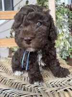 Beau, a male Poodle - Toy  for sale in Dover, FL – Photo 4 of 10