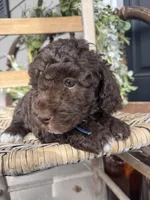 Beau, a male Poodle - Toy  for sale in Dover, FL – Photo 1 of 10