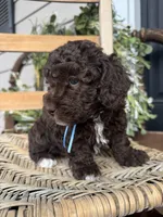 Beau, a male Poodle - Toy  for sale in Dover, FL – Photo 9 of 10