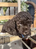 Beau, a male Poodle - Toy  for sale in Dover, FL – Photo 8 of 10