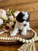 Ziggy, a female Poodle - Toy  for sale in Dover, FL – Photo 1 of 10