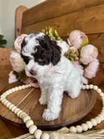 Ziggy, a female Poodle - Toy  for sale in Dover, FL – Photo 8 of 10