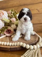 Ziggy, a female Poodle - Toy  for sale in Dover, FL – Photo 9 of 10