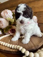 Ziggy, a female Poodle - Toy  for sale in Dover, FL – Photo 3 of 10
