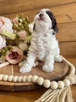 Ziggy, a female Poodle - Toy  for sale in Dover, FL – Photo 7 of 10