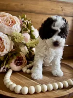 Ziggy, a female Poodle - Toy  for sale in Dover, FL – Photo 4 of 10