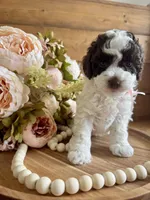 Ziggy, a female Poodle - Toy  for sale in Dover, FL – Photo 5 of 10