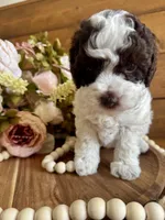 Ziggy, a female Poodle - Toy  for sale in Dover, FL – Photo 2 of 10