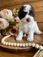 Ziggy, a female Poodle - Toy  for sale in Dover, FL – Photo 10 of 10