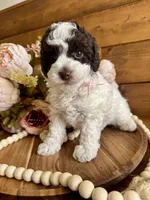 Ziggy, a female Poodle - Toy  for sale in Dover, FL – Photo 6 of 10