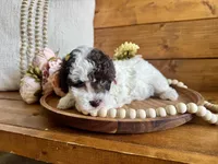 Priscilla , a female Poodle - Toy  for sale in Dover, FL – Photo 5 of 5