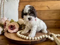 Priscilla , a female Poodle - Toy  for sale in Dover, FL – Photo 1 of 5