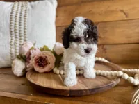 Priscilla , a female Poodle - Toy  for sale in Dover, FL – Photo 2 of 5