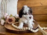 Priscilla , a female Poodle - Toy  for sale in Dover, FL – Photo 4 of 5