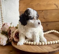 Priscilla , a female Poodle - Toy  for sale in Dover, FL – Photo 3 of 5