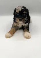 Cali, a female Miniature Bernedoodle for sale in Millersburg, OH – 3 of 4