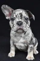 duke, a male French Bulldog for sale in Millersburg, OH – 4 of 10