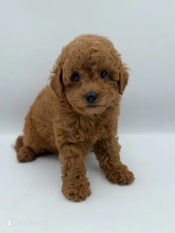 Beau – Miniature Goldendoodle puppy for sale in Millersburg, OH