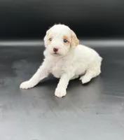 Poppy, a female Miniature Goldendoodle for sale in Millersburg, OH – 3 of 4