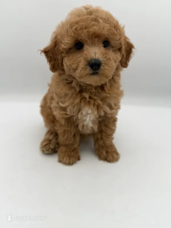 Moose – Miniature Goldendoodle puppy for sale in Millersburg, OH