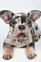 bella- genetic clear, a female French Bulldog for sale in Millersburg, OH – 8 of 8