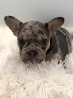 rosie- genetic clear, a female French Bulldog for sale in Millersburg, OH – 3 of 6