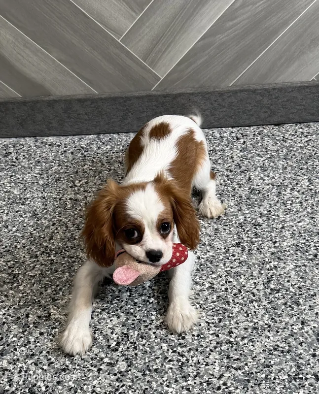 simon – Cavalier King Charles Spaniel puppy for sale in Millersburg, OH