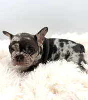 bella- genetic clear, a female French Bulldog for sale in Millersburg, OH – 2 of 4