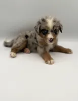 Smokey, a male Miniature Bernedoodle for sale in Millersburg, OH – 3 of 4