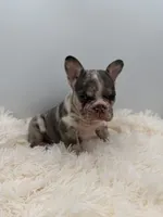 jax- genetic clear, a male French Bulldog for sale in Millersburg, OH – 3 of 6