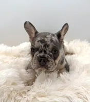 maverick- genetic clear, a male French Bulldog for sale in Millersburg, OH – 2 of 4