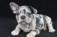 duke, a male French Bulldog for sale in Millersburg, OH – 8 of 10