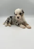 Fern, a female Miniature Bernedoodle for sale in Millersburg, OH – 5 of 5